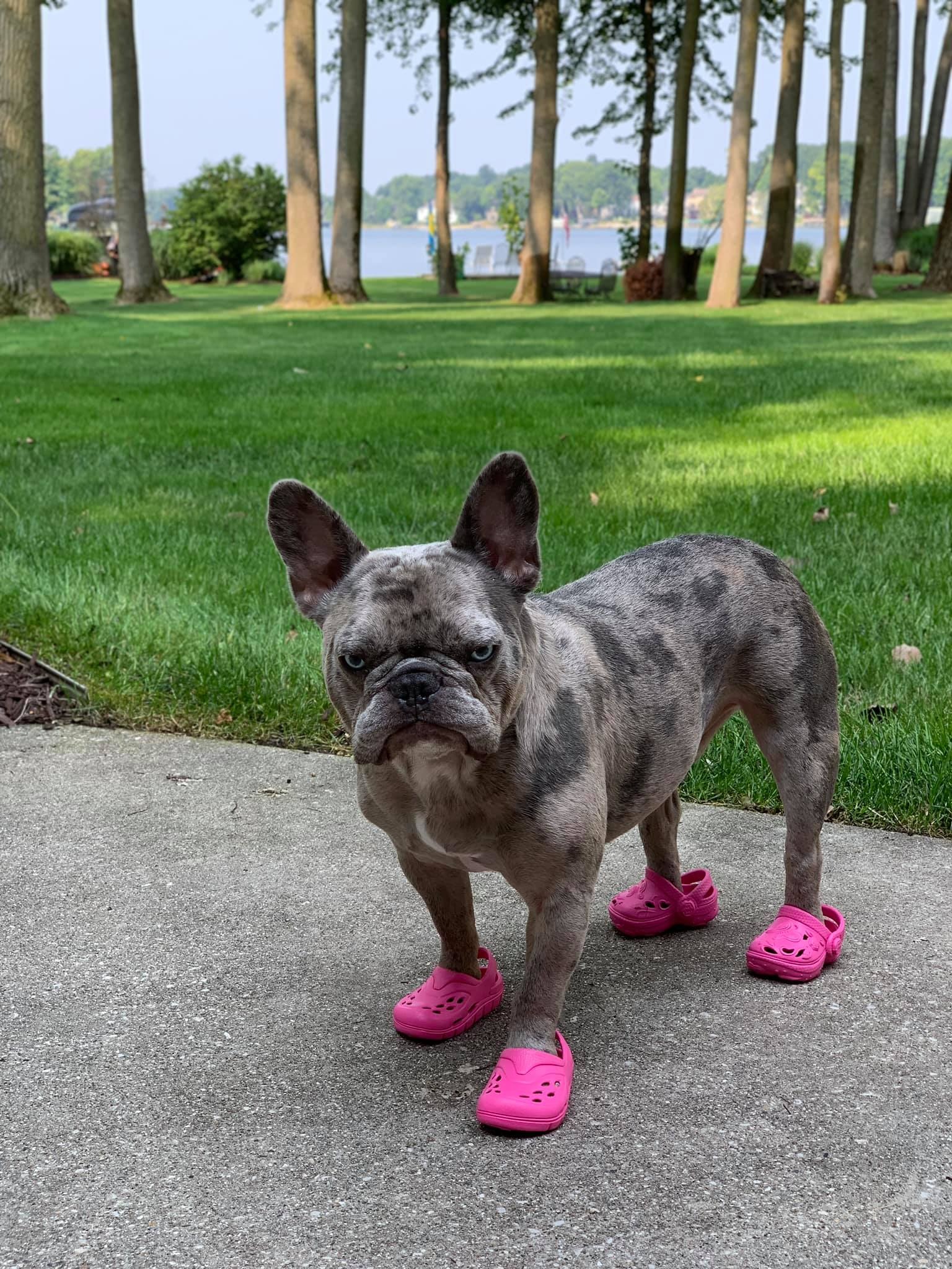 You Can Now Buy Crocs for Your Dogs